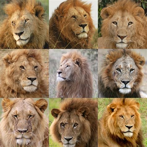 9 Lions Brabet
