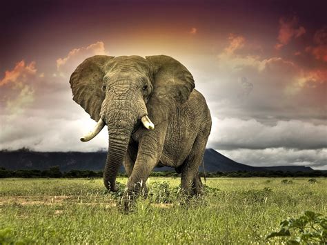 African Elephant Leovegas
