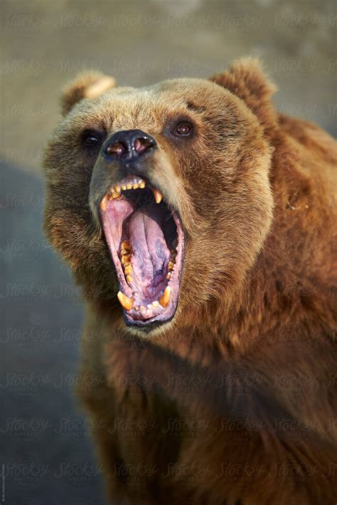 Angry Bear Betsul