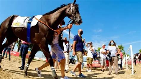 Apostas Em Corridas De Cavalos Florianopolis