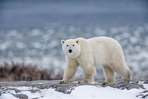 Arctic Bear Novibet