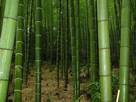 Bamboo Grove 1xbet