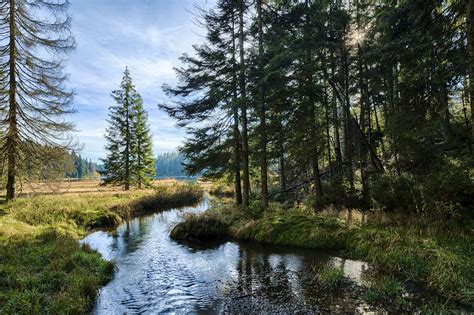 Bavarian Forest Novibet