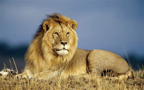 Big Lion Betsul
