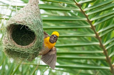 Birds Nest Betano
