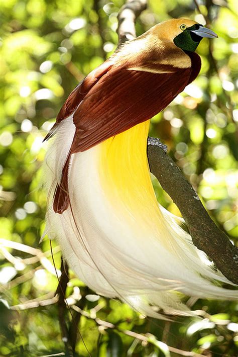 Birds Of Paradise Leovegas