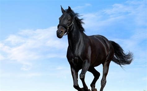 Black Horse Betsul