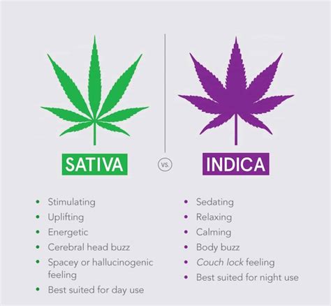 Black Jack Sativa Ou Indica