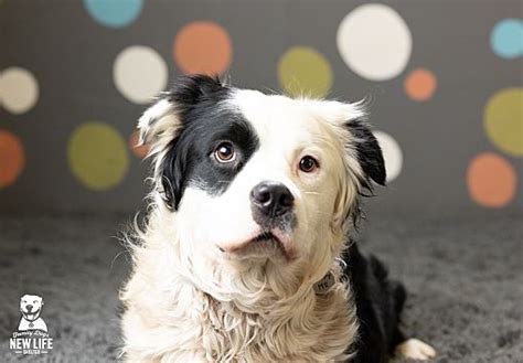 Blackjack Border Collie