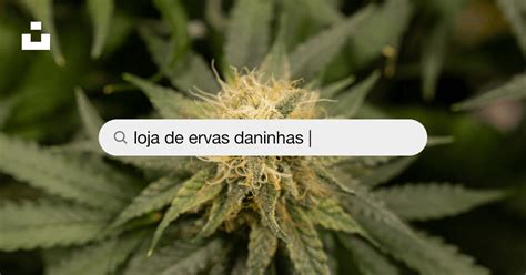 Blackjack De Ervas Daninhas Thc