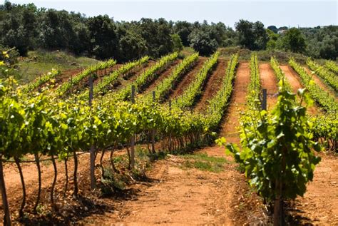 Blackjack Fazenda De Vinhas E De Uma Adega