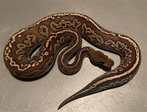 Blackjack Fazer Python