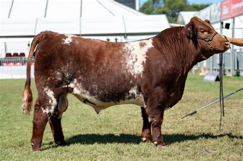 Blackjack Shorthorns