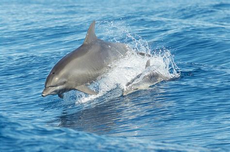 Blue Dolphin Parimatch