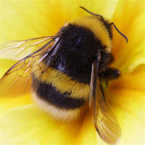 Bumble Bee 1xbet