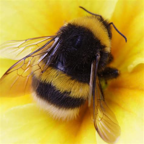 Bumble Bee Sportingbet