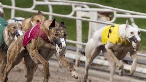 Casino Galgos Resultados