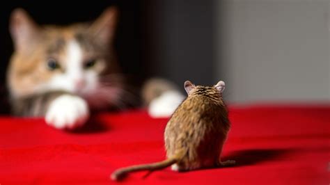 Cat And Mouse Brabet