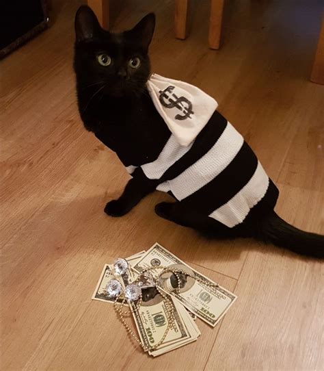 Cat Thief Sportingbet