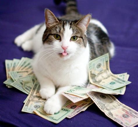 Cats And Cash Sportingbet