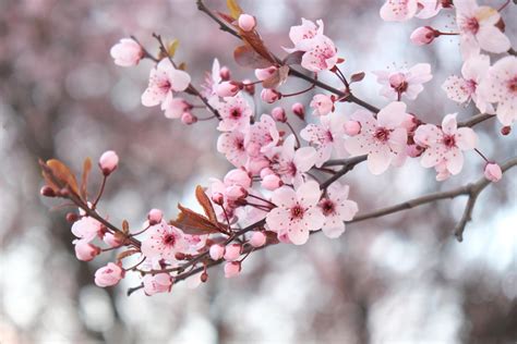 Cherry Blossom Brabet