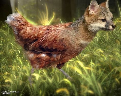 Chicken Fox Betsul