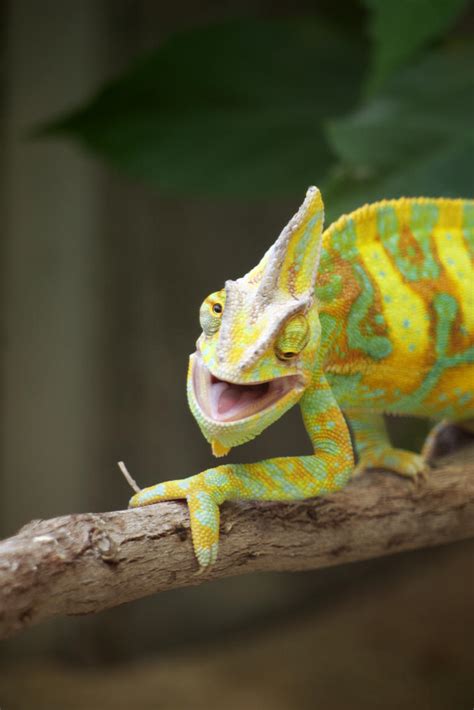 Crazy Chameleons Leovegas