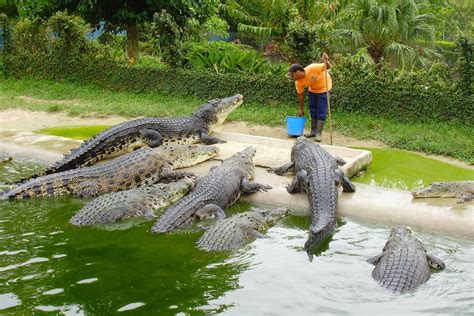 Crocodile Farm De Poker