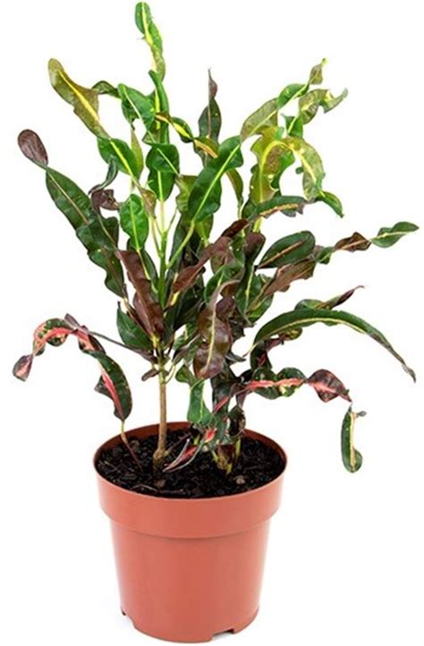 Croton Roleta Ver Preco