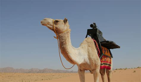 Desert Camel Bodog