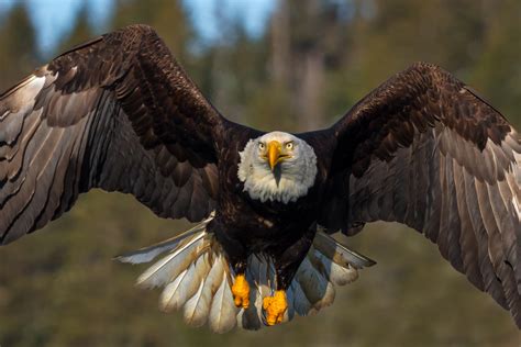 Eagle S Flight Sportingbet