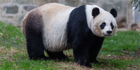 Fat Panda Novibet