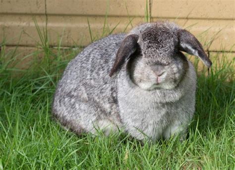 Fat Rabbit Bwin
