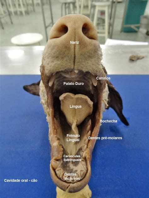 Fenda Ventral Perro