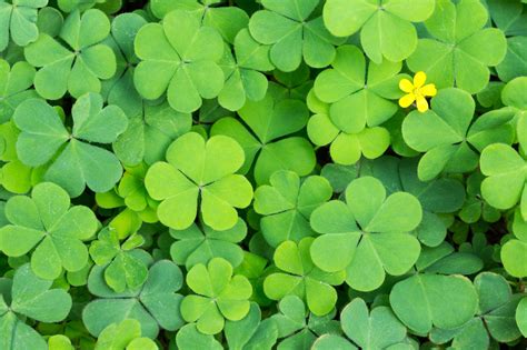 Field Of Clovers 1xbet