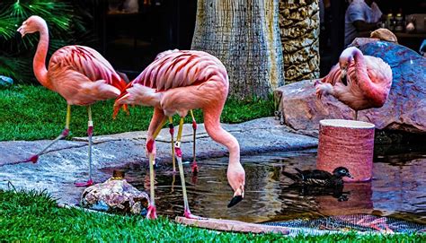 Flamingo Casino Habitat De Animais Selvagens