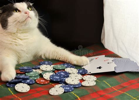 Gatos De Poker