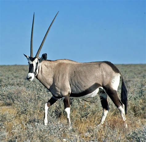 Geoffrey De Merda Oryx