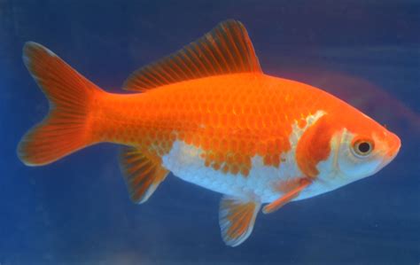 Golden Fish Betsul