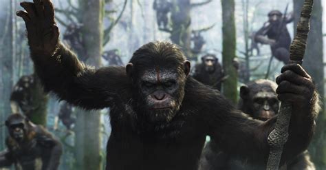 Great Apes Review 2024