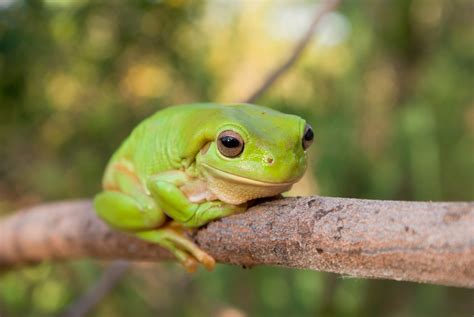 Green Frog Brabet