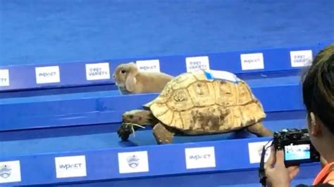 Hare Vs Tortoise Sportingbet