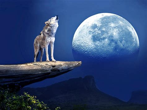 Howling At The Moon Brabet
