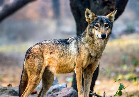 Indian Wolf Netbet