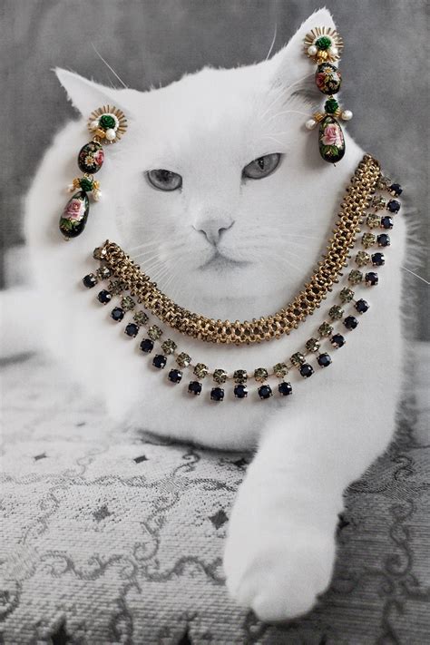 Jewelry Cats Netbet