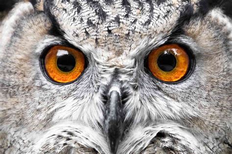 Jogar Owl Eyes No Modo Demo
