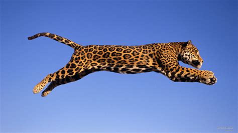 Jumping Jaguar Blaze