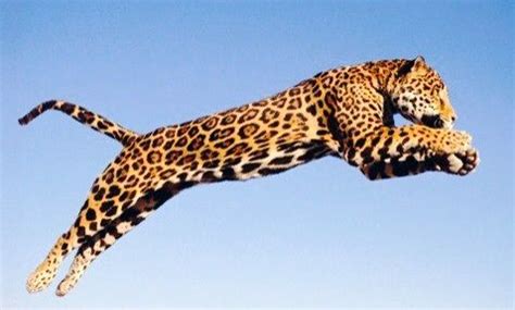 Jumping Jaguar Netbet