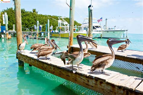 Key Largo Da Florida Jogo