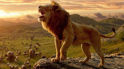 King Lion Betsul